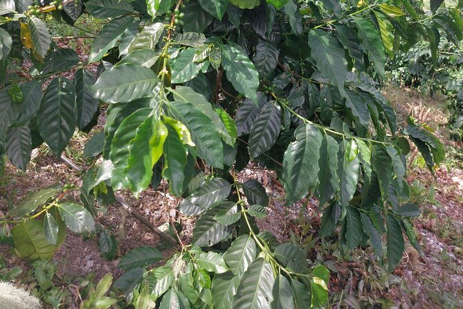 jamaica-blue-mountain-coffee-tour-and-sightseeing-experience