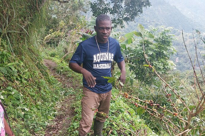 jamaica-blue-mountain-coffee-tour-and-sightseeing-experience