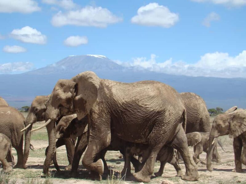 Jambo Kenya: Easy Ticket Booking for Global Adventurers - Family Fun at Mamba Village and the Giraffe Centre