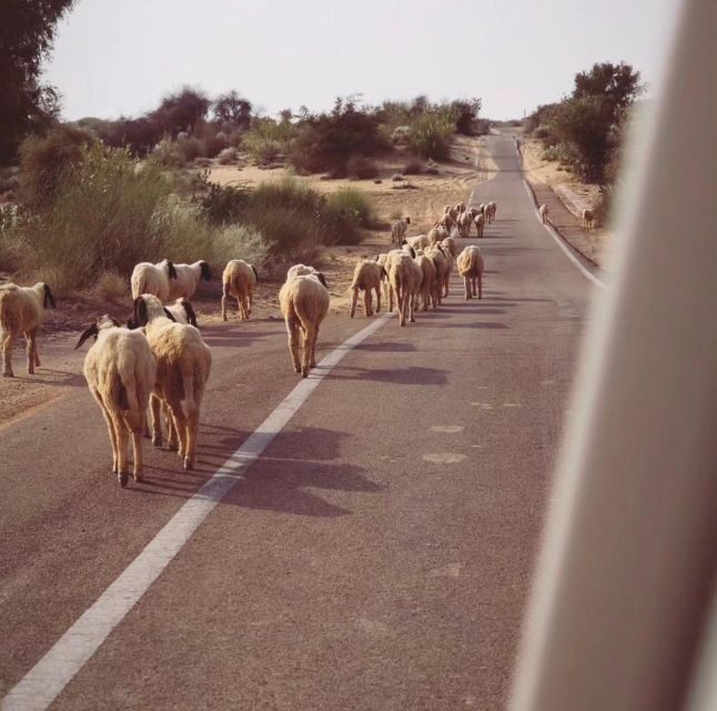 James Desert Experience - An In-Depth Look at the James Desert Experience