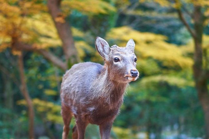 japan-autumn-winter-illuminations-discovery-tour-12-days