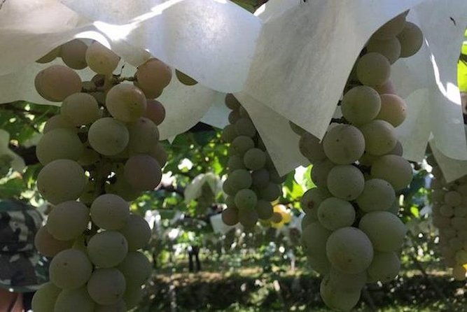 japanese-cuisine-making-tour-with-wine-experience-by-yokohama-winery