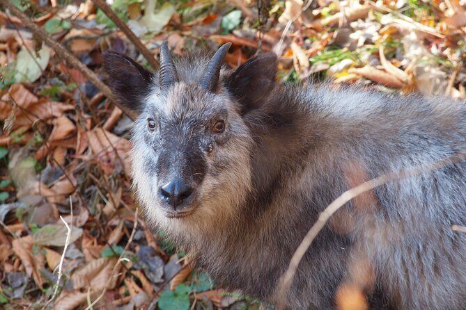 Japanese Serow Watching Tour - Japanese Serow Watching Tour: An Authentic Wildlife Adventure in Karuizawa
