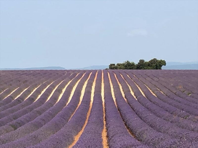 japanese-speaking-guide-in-the-luberon
