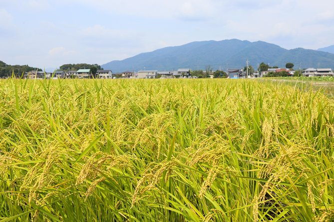 japans-rural-life-nature-private-half-day-cycling-near-kyoto