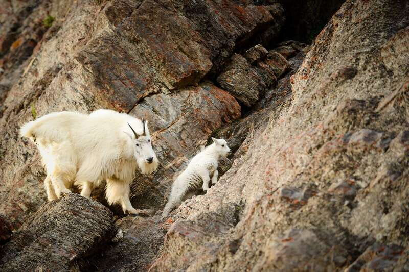 jasper-transfer-to-banff-lake-louise-w-columbia-icefields