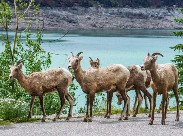 jasper-wildlife-and-waterfalls-tour-with-lakeshore-hike