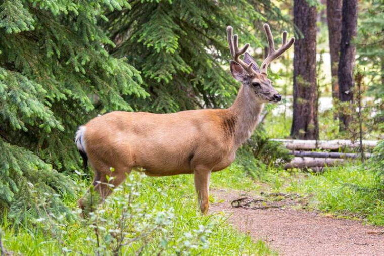 jasper-wildlife-and-waterfalls-tour-with-lakeshore-hike