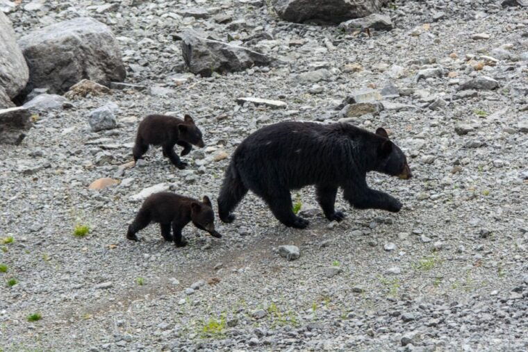 jasper-wildlife-and-waterfalls-tour-with-maligne-cruise
