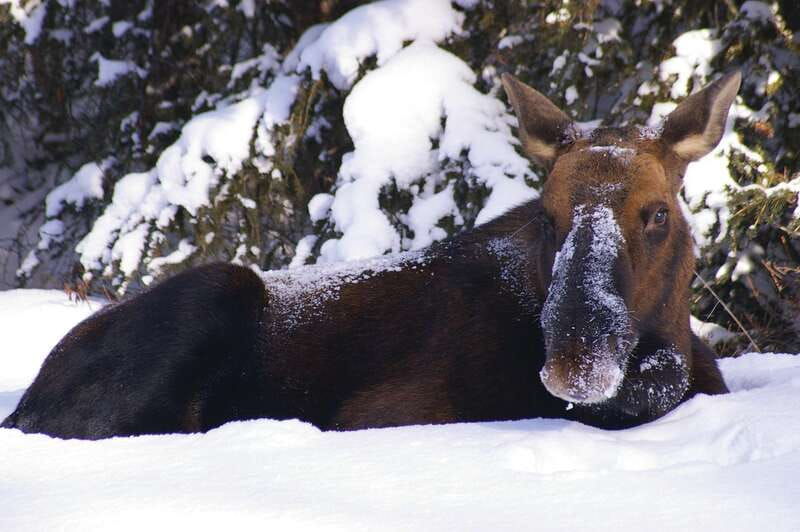 jasper-winter-wildlife-bus-tour-in-jasper-national-park