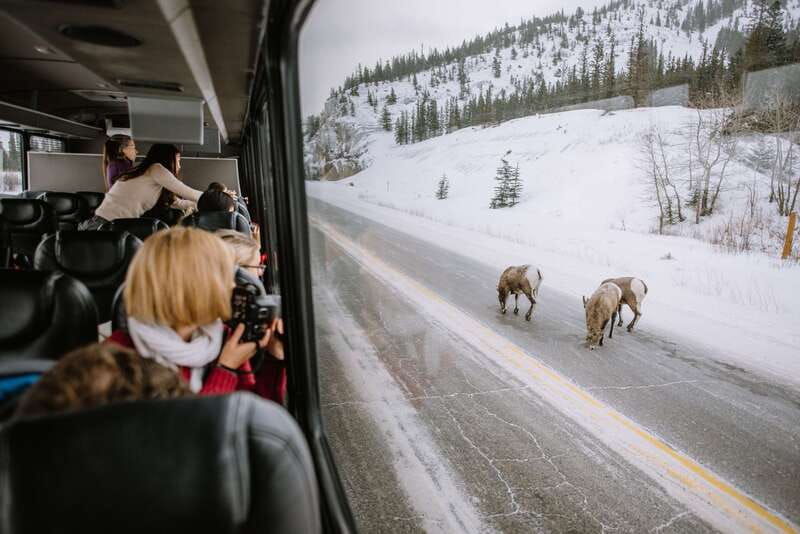 jasper-winter-wildlife-bus-tour-in-jasper-national-park