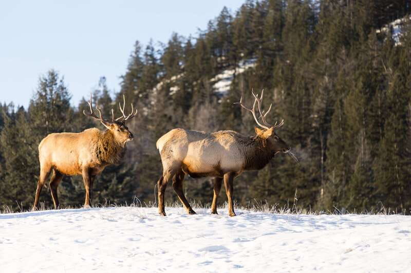 jasper-winter-wildlife-bus-tour-in-jasper-national-park