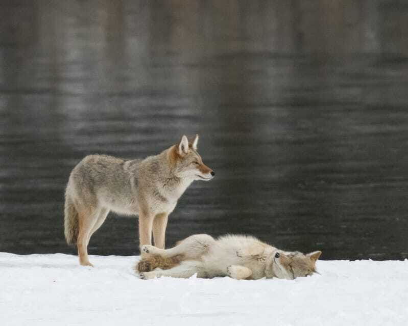 jasper-winter-wildlife-bus-tour-in-jasper-national-park