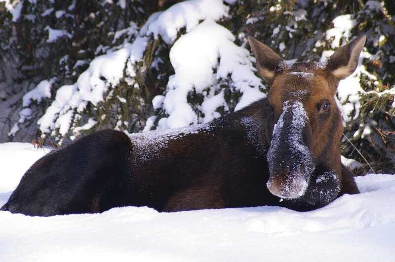 jasper-winter-wildlife-bus-tour-in-jasper-national-park