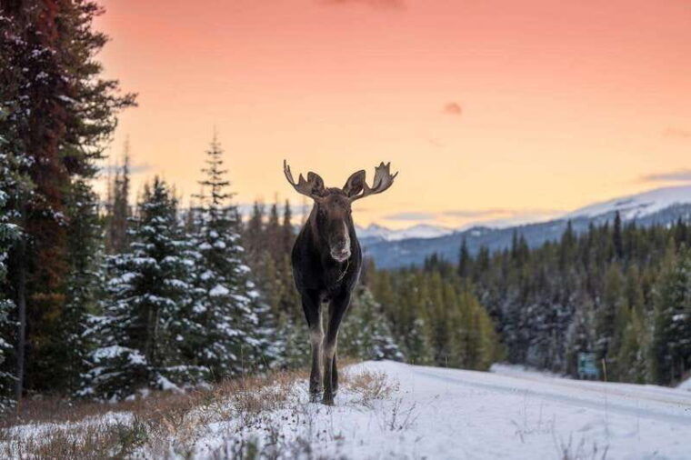 jasper-winter-wildlife-bus-tour-in-jasper-national-park