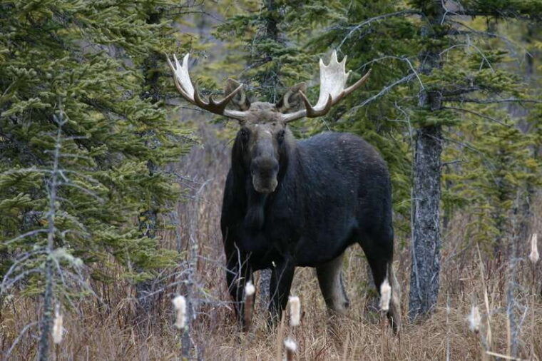 jasper-winter-wildlife-bus-tour-in-jasper-national-park
