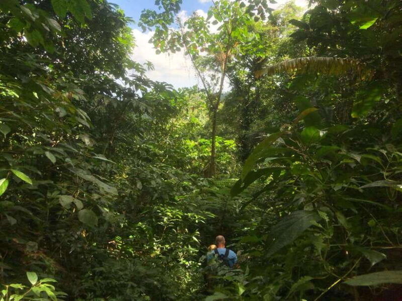 jatiluwih-highlights-trekking-best-bali-nature-cultural