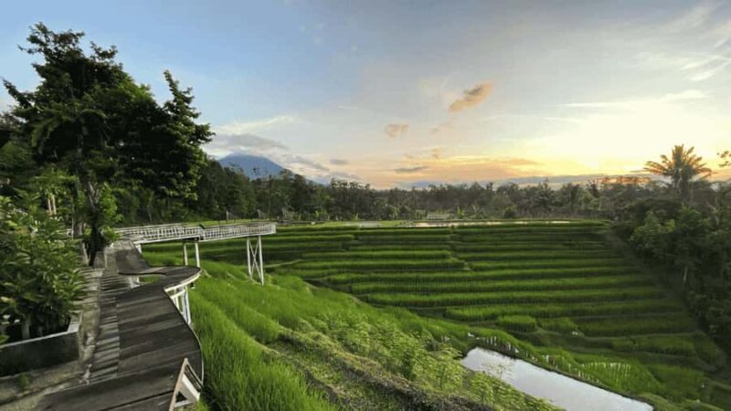 Jatiluwih Nature and Wellness Day Tour - Key Points