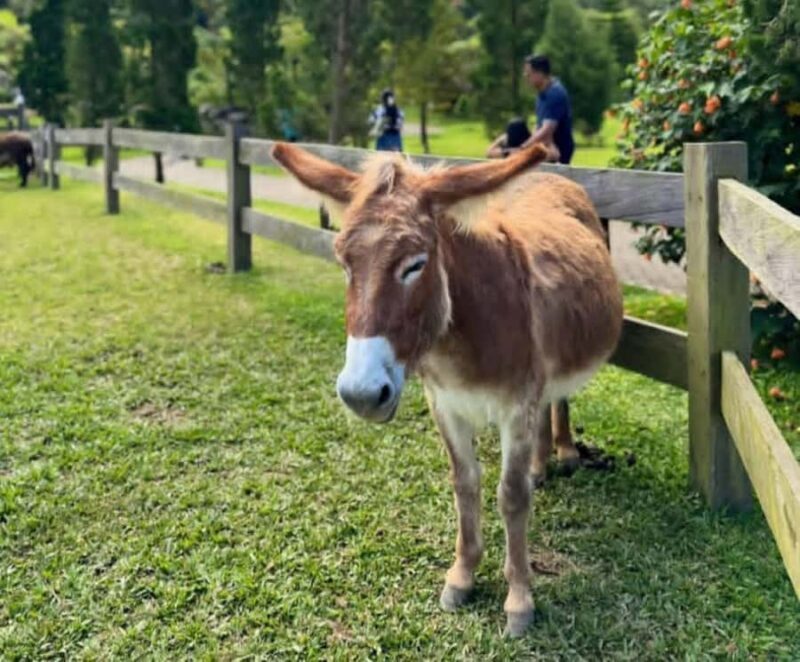 Jatiluwih Nature and Wellness Day Tour - A Deep Dive into the Bali Jatiluwih Nature and Wellness Tour