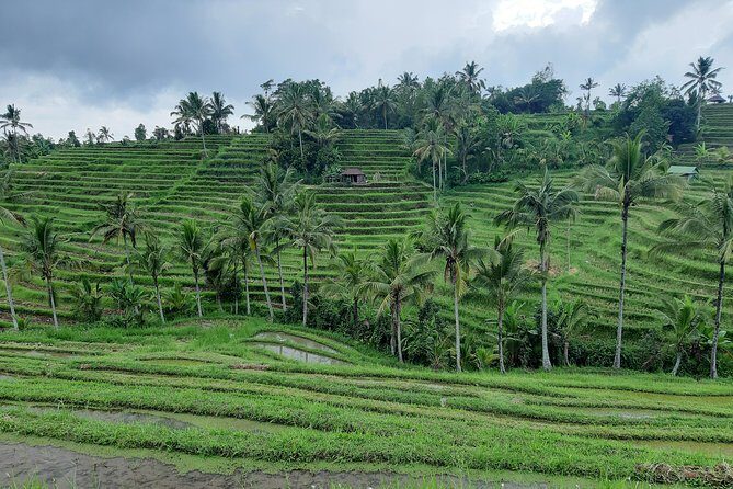 Jatiluwih Rice Terrace & Tanah Lot Tours - Who Will Love This Tour?