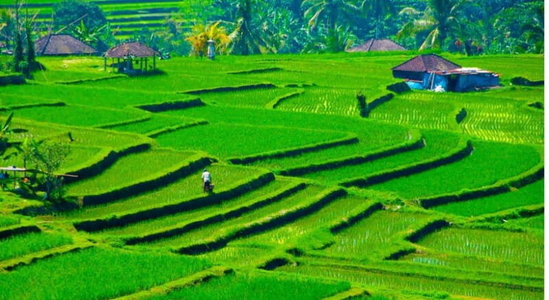 jatiluwih-trekking-cycling-and-cooking-class-in-jatiluwih