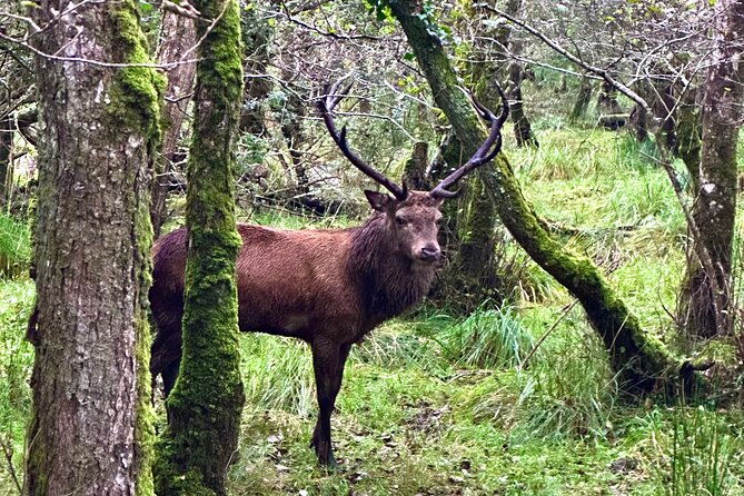 jaunting-car-tour-in-killarney-national-park