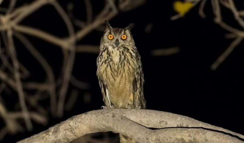 Jawai Leopard Safari 4x4 Gypsy Adventure with Guide - Exploring Jawai Leopard Safari 4x4 Gypsy Adventure with Guide