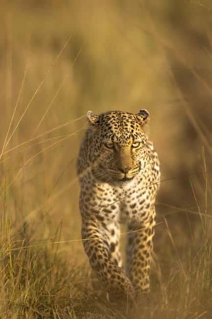 Jawai Leopard Safari 4x4 Gypsy Adventure with Guide - Planning Your Trip: What to Expect