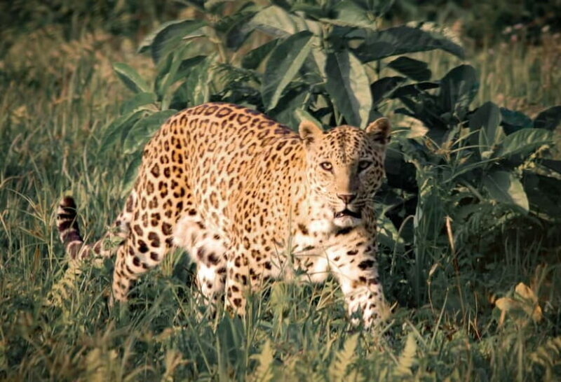 Jawai Leopard Safari 4x4 Gypsy Adventure with Guide - Cultural Encounters and Landscape Views