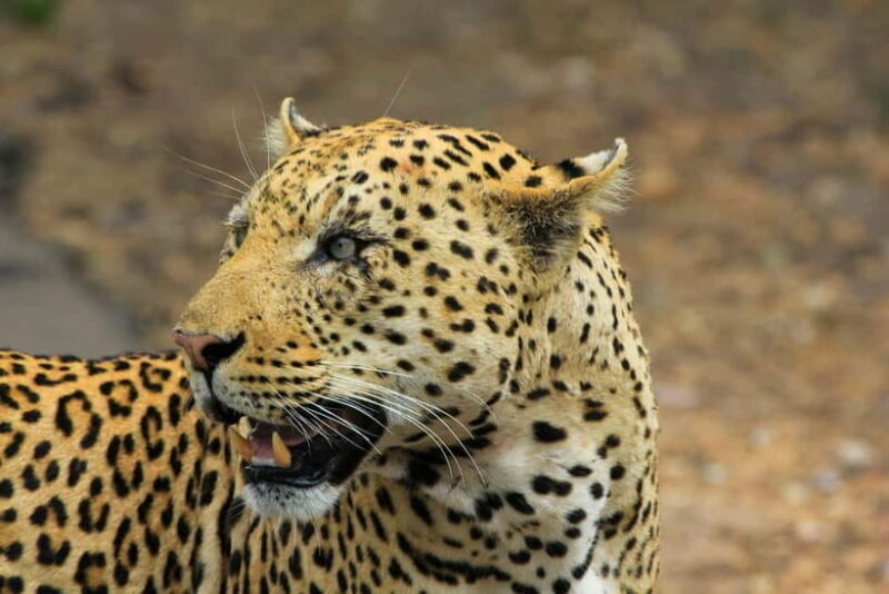 Jawai Leopard Safari 4x4 Gypsy Adventure with Guide - Why You Should Consider This Safari