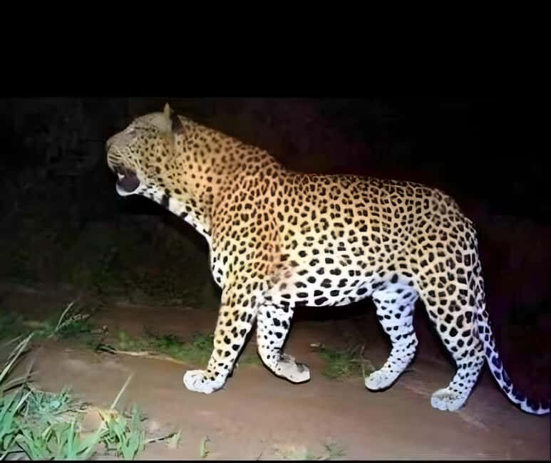 Jawai: Leopard Safari and Wildlife Experience - The Setting: Jawai’s Unique Landscape