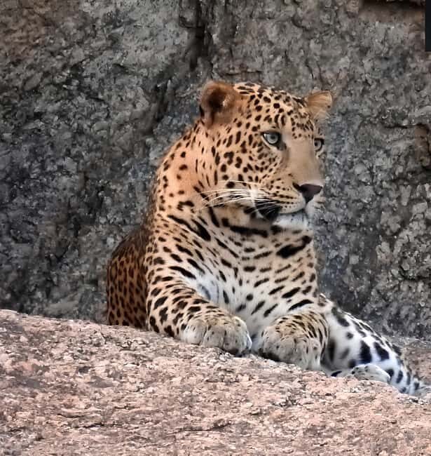 Jawai: Leopard Safari and Wildlife Experience - The Value of a Full-Day Experience