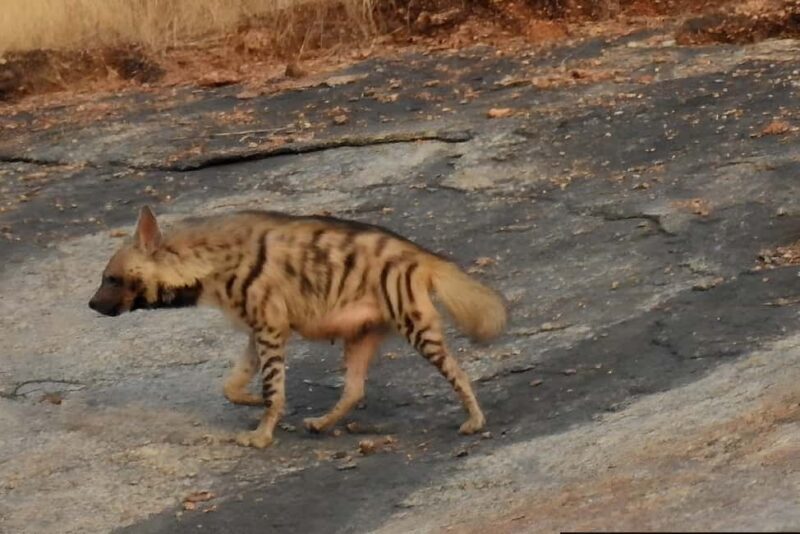 Jawai: Leopard Safari and Wildlife Experience - The Experience from Reviews