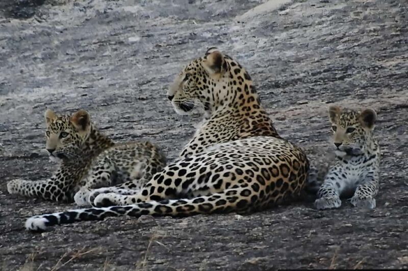 Jawai: Leopard Safari and Wildlife Experience - Who Will Love This Tour?