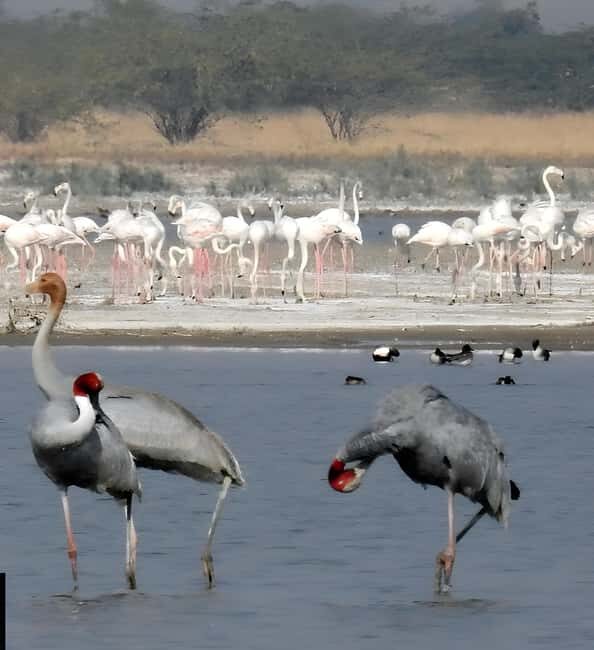 Jawai: Leopard Safari and Wildlife Experience - Final Thoughts