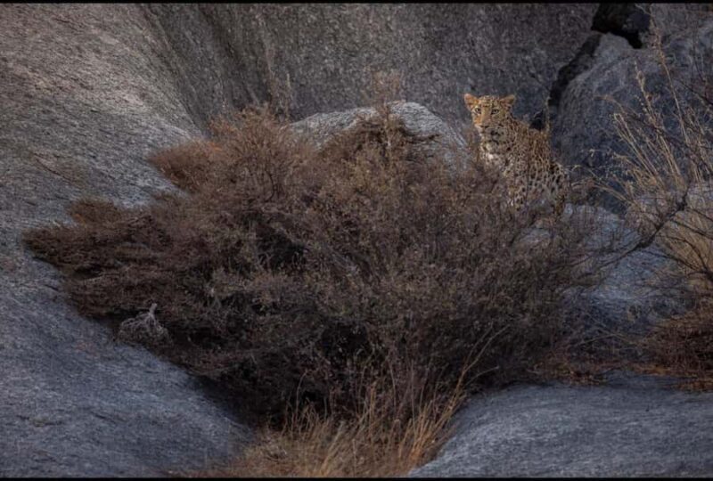 Jawai: Leopard Safari in Aravalli Hills - Key Points