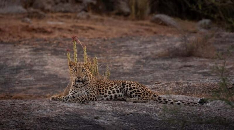 Jawai: Leopard Safari in Aravalli Hills - Exploring the Jawai Leopard Safari
