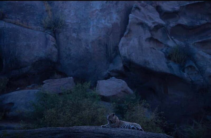 Jawai: Leopard Safari in Aravalli Hills - Who Will Love This Tour?