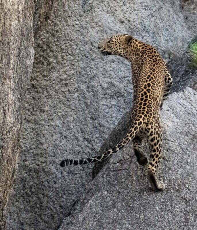 Jawai: Leopard Safari in Aravalli Hills - FAQ