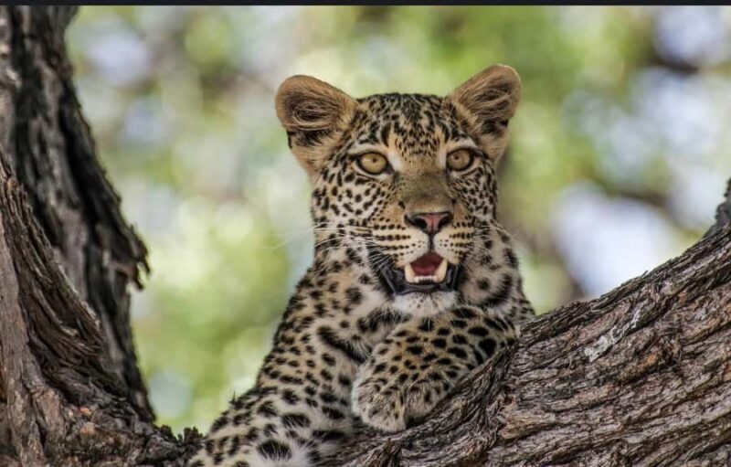 Jawai: Leopard Trails, Tribal Stories & Sacred Night Walk - Key Points