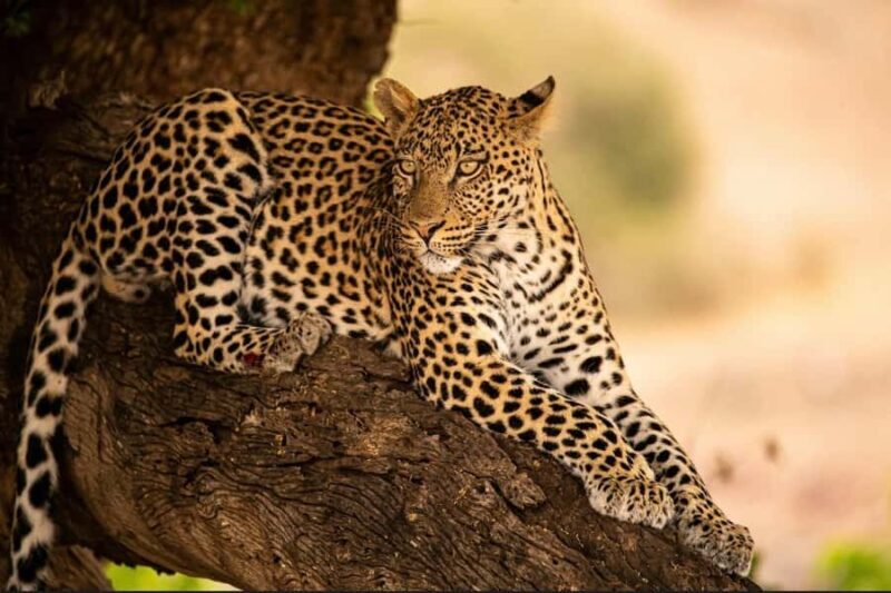 Jawai: Leopard Trails, Tribal Stories & Sacred Night Walk - Practical Details and Tips