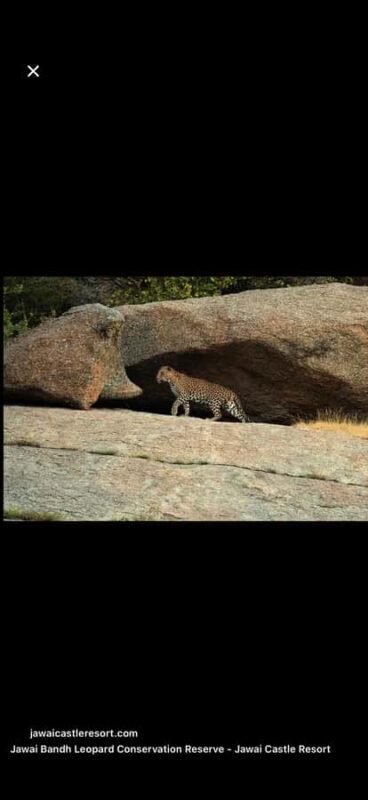 Jawai: Leopard Trails, Tribal Stories & Sacred Night Walk - The Sum Up