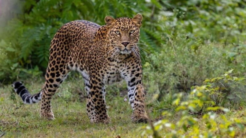 Jawai Leopard Wildlife Safari Private Tour In a 4x4 Jeep - The Landscape and Photography Opportunities