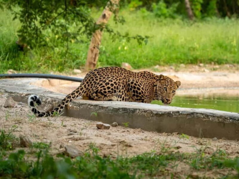 Jawai Leopard Wildlife Safari Private Tour In a 4x4 Jeep - The Value of This Safari Experience