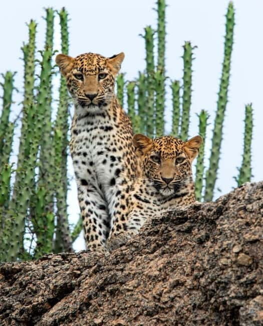 Jawai Leopard Wildlife Safari Private Tour In a 4x4 Jeep - Who Would Love This Experience?