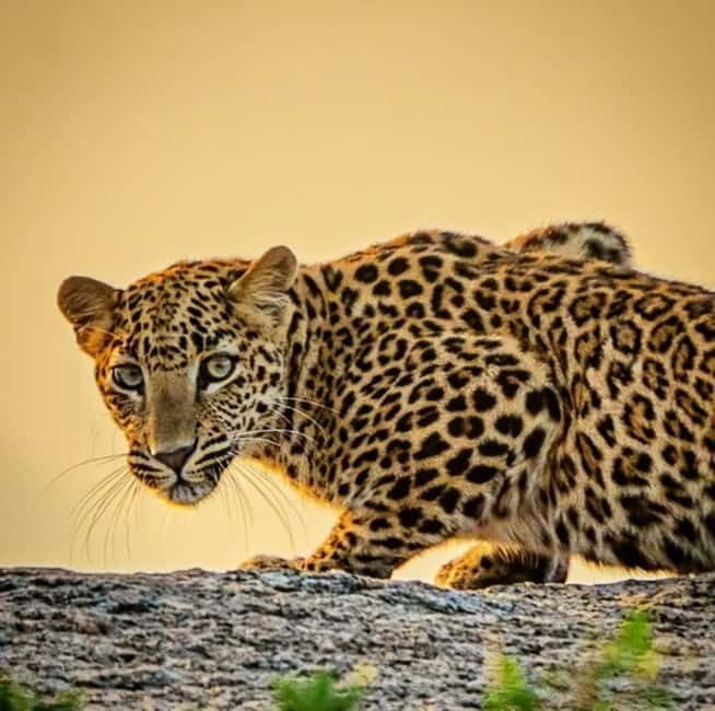 Jawai Leopard Wildlife Safari Private Tour In a 4x4 Jeep - The Experience in Detail