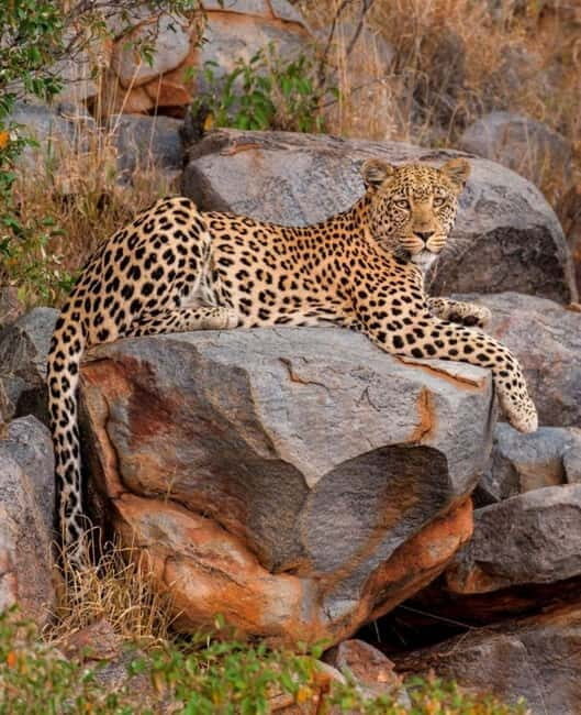 Jawai Leopard Wildlife Safari Private Tour In a 4x4 Jeep - Frequently Asked Questions (FAQs)