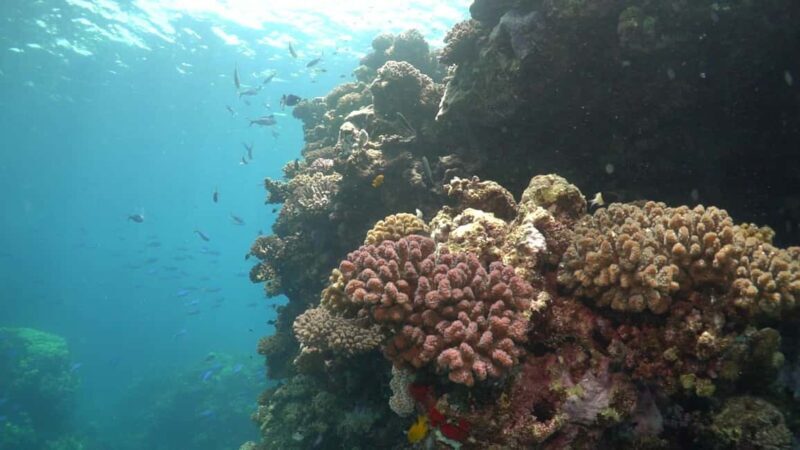 Jeddah: Bayada Leisure Boat Trip with Snorkeling - FAQ