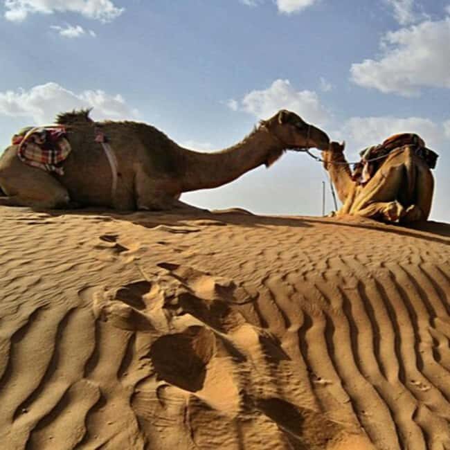 Jeddah: Quad Bike Ride, Bedouin Herd, and Desert Farm Tour - FAQs