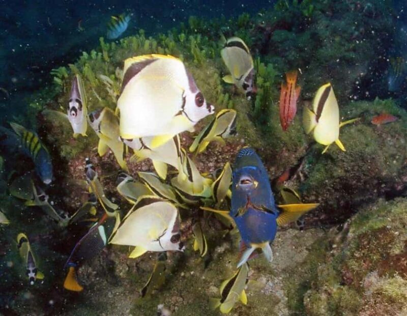 Jeddah's Oceanic Wonders: Dive into the Red Sea - The Variety of Marine Life and Highlights